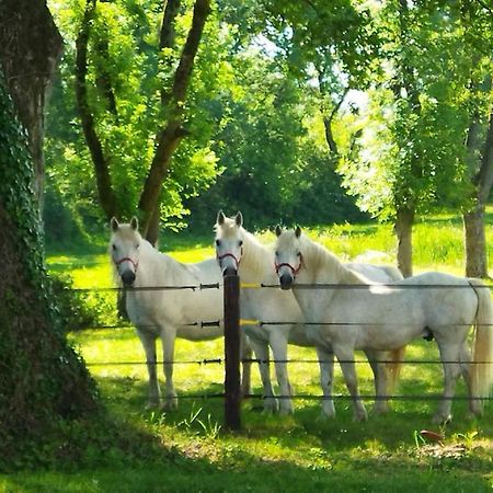 Maison De Campagne Au Coeur D'Un Elevage De Poneys Connemara Le Landreau エクステリア 写真