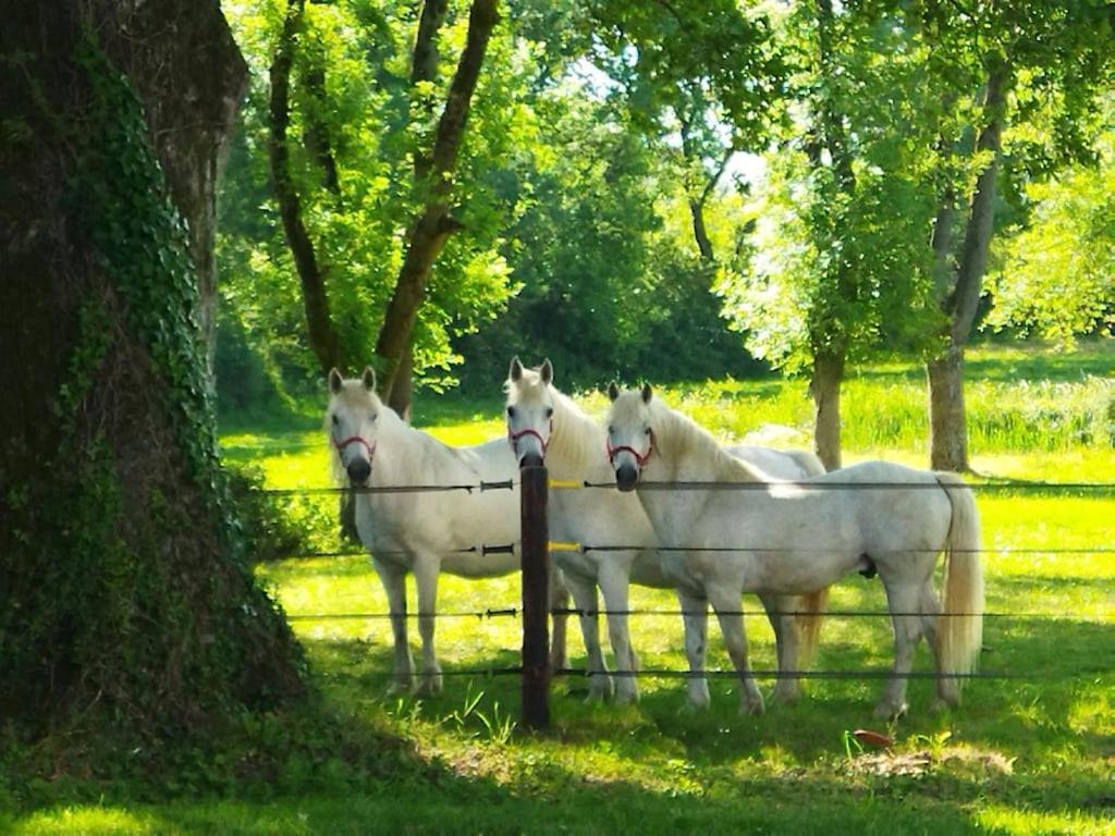 Maison De Campagne Au Coeur D'Un Elevage De Poneys Connemara Le Landreau エクステリア 写真