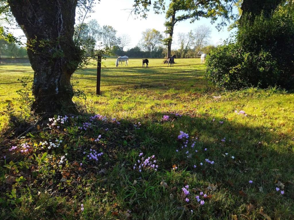 Maison De Campagne Au Coeur D'Un Elevage De Poneys Connemara Le Landreau エクステリア 写真